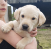 Photo №4. I will sell labrador retriever in the city of Paris. private announcement - price - negotiated