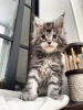 Photo №1. maine coon - for sale in the city of Ellmau | 423$ | Announcement № 97905