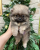 Photo №1. pomeranian - for sale in the city of Lyon | negotiated | Announcement № 19639