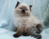 Photo №1. ragdoll - for sale in the city of Штутгарт | 370$ | Announcement № 126779