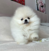 Photo №4. I will sell pomeranian in the city of Lübeck. private announcement - price - 280$