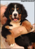 Photo №2 to announcement № 114984 for the sale of bernese mountain dog - buy in Serbia breeder