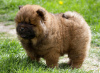 Additional photos: Chow Chow