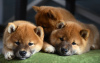 Photo №1. shiba inu - for sale in the city of Minsk | negotiated | Announcement № 77694