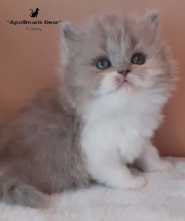 Photo №4. I will sell british longhair in the city of Tomsk. from nursery, breeder - price - 1006$