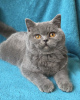 Photo №4. I will sell british shorthair in the city of Odessa. from nursery, breeder - price - 416$