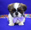 Photo №1. non-pedigree dogs - for sale in the city of Bamberg | Is free | Announcement № 118083