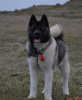 Additional photos: american akita