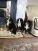 Photo №1. non-pedigree dogs - for sale in the city of Bamberg | Is free | Announcement № 118067