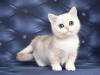 Additional photos: Munchkin Scottish kilt kittens