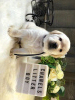 Photo №1. labrador retriever - for sale in the city of Berlin | Is free | Announcement № 95053