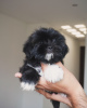 Photo №2 to announcement № 124281 for the sale of shih tzu - buy in Canada breeder