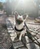 Photo №1. chihuahua - for sale in the city of Weddingstedt | 317$ | Announcement № 98469