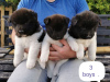 Photo №2 to announcement № 11284 for the sale of akita - buy in United Kingdom private announcement