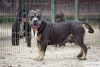 Photo №1. american bully - for sale in the city of Москва | 2025$ | Announcement № 11921