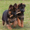 Photo №3. German shepherd for adoption. Spain