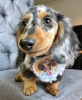 Photo №1. dachshund - for sale in the city of St. Petersburg | 423$ | Announcement № 101133