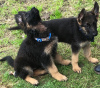 Photo №1. german shepherd - for sale in the city of St. Petersburg | 360$ | Announcement № 10368