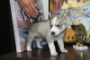 Photo №2 to announcement № 7626 for the sale of siberian husky - buy in Russian Federation from nursery, breeder