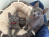 Photo №1. russian blue - for sale in the city of Эспоо | negotiated | Announcement № 85440