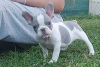 Photo №3. French bulldog puppies. Serbia