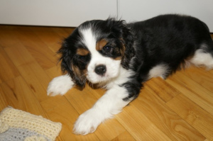 Additional photos: Puppies Cavalier King Charles Spaniel boys tricolor sell