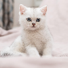 Photo №2 to announcement № 20222 for the sale of british shorthair - buy in Moldova breeder