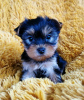 Photo №1. yorkshire terrier - for sale in the city of Эребру | Is free | Announcement № 89568