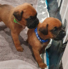 Additional photos: Boxer puppies for sale