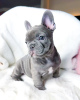 Photo №1. non-pedigree dogs - for sale in the city of Bern | negotiated | Announcement № 124027