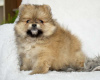 Photo №2 to announcement № 98114 for the sale of pomeranian - buy in Austria private announcement