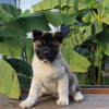 Photo №2 to announcement № 84213 for the sale of akita - buy in Finland private announcement