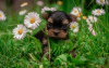 Photo №1. yorkshire terrier - for sale in the city of Munich | Is free | Announcement № 79809