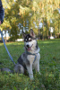 Photo №2 to announcement № 12106 for the sale of siberian husky - buy in Ukraine breeder
