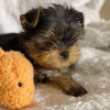 Photo №4. I will sell yorkshire terrier in the city of Cologne. private announcement - price - 280$