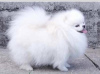 Additional photos: Pomeranian Spitz puppies