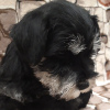 Photo №1. schnauzer - for sale in the city of Minsk | 712$ | Announcement № 11121