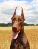 Photo №3. Dobermann Puppies FCI - top combination. Poland