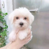 Photo №2 to announcement № 89918 for the sale of maltese dog - buy in Australia private announcement