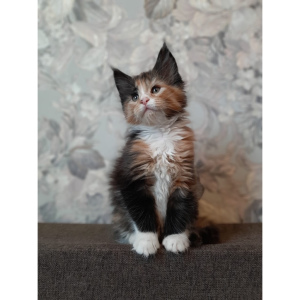 Photo №2 to announcement № 1282 for the sale of maine coon - buy in Russian Federation private announcement