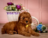 Photo №2 to announcement № 86295 for the sale of poodle (toy) - buy in Poland private announcement