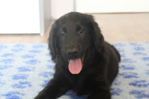 Photo №2 to announcement № 2917 for the sale of flat-coated retriever - buy in Russian Federation private announcement, from nursery