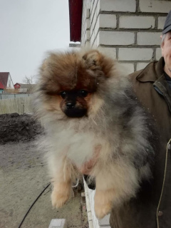 Photo №1. german spitz - for sale in the city of Bryansk | 400$ | Announcement № 1491