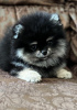 Photo №1. pomeranian - for sale in the city of Антверпен | negotiated | Announcement № 119903