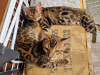 Photo №3. bengal kittens. Germany