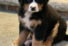 Photo №1. bernese mountain dog - for sale in the city of Berlin | Is free | Announcement № 126902