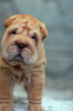 Photo №1. shar pei - for sale in the city of Helsinki | 946$ | Announcement № 12626