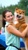 Photo №4. I will sell shiba inu in the city of Ukhta. private announcement, from nursery, breeder - price - negotiated