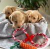 Photo №1. labrador retriever - for sale in the city of Uhmardu | 946$ | Announcement № 8049