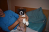 Photo №1. boxer - for sale in the city of Boston | negotiated | Announcement № 22345